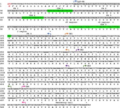 Identification and characterization of immunoglobulin tau (IgT) in Asian Seabass (Lates calcarifer) and mucosal immune response to nervous necrosis virus